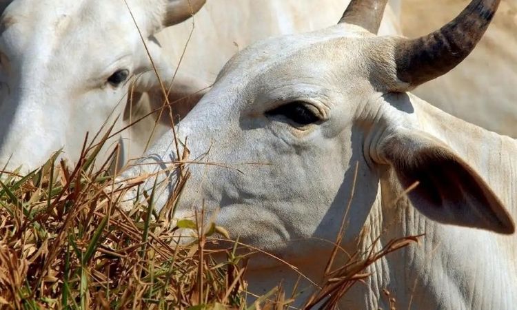 Carne bovina brasileira passa a pagar tarifa de 67% para entrar na China