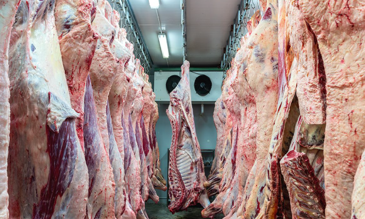 Carne suína: exportações brasileiras sobem 65% na 1ª semana de julho/24.