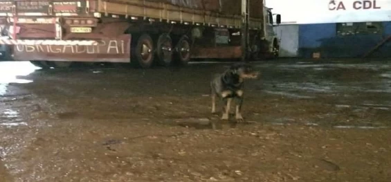 CASCAVEL: Ataque de cães Rottweiler deixa homem gravemente ferido.