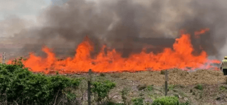 CASCAVEL: Chamas tomam conta de vegetação na BR 163.