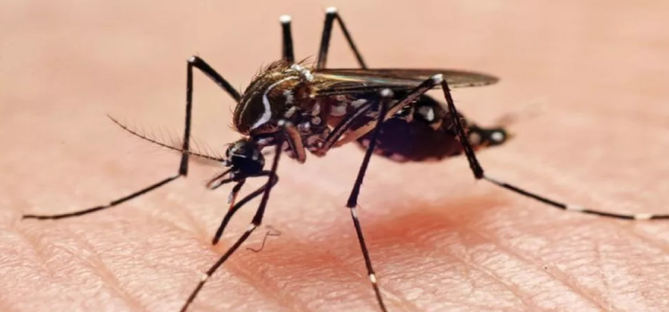 CASCAVEL:  Primeiro caso de Chikungunya é confirmado.