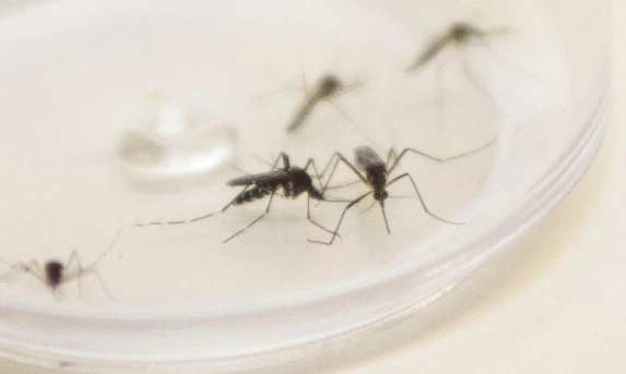 Cascavel ultrapassa 2 mil casos de Chikungunya e acende alerta das autoridades de saúde.