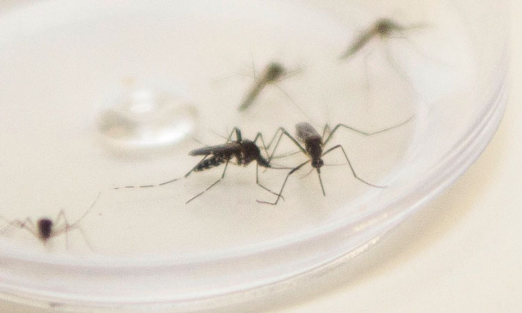 Cascavel ultrapassa 2 mil casos de Chikungunya e acende alerta das autoridades de saúde.