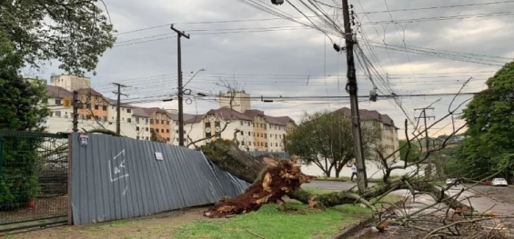 CASCAVEL: Ventos fortes derrubam árvore no Bairro Cancelli.