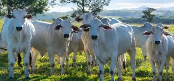 CATANDUVAS: ADAPAR comunica a identificação de dois focos de raiva em bovinos.