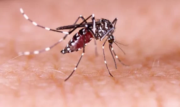 CATANDUVAS: Número de casos confirmados de dengue sobe para 65