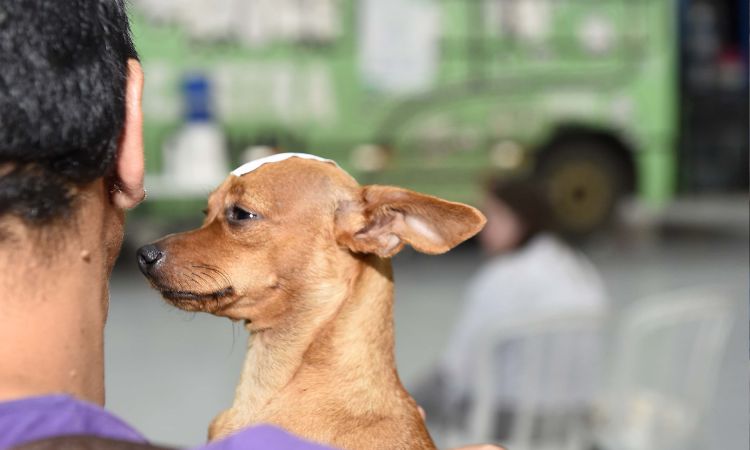 Causa Animal: CastraPet Paraná beneficia mais de 8 mil animais em 47 municípios durante o mês de abril