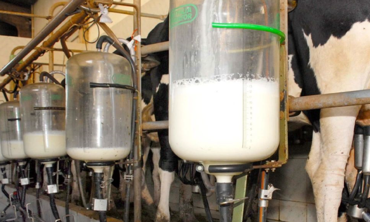 Cepea: preço do leite ao produtor avança pelo sexto mês seguido.