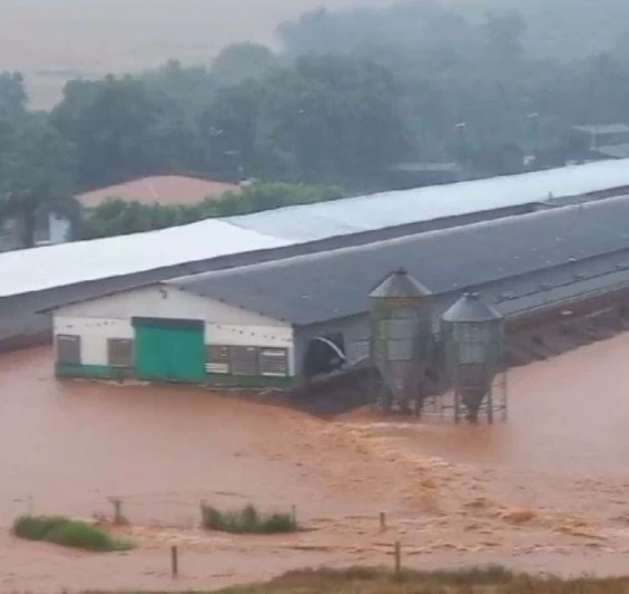 Chuva atinge áreas rurais e aviários ficam debaixo d'água no Paraná.