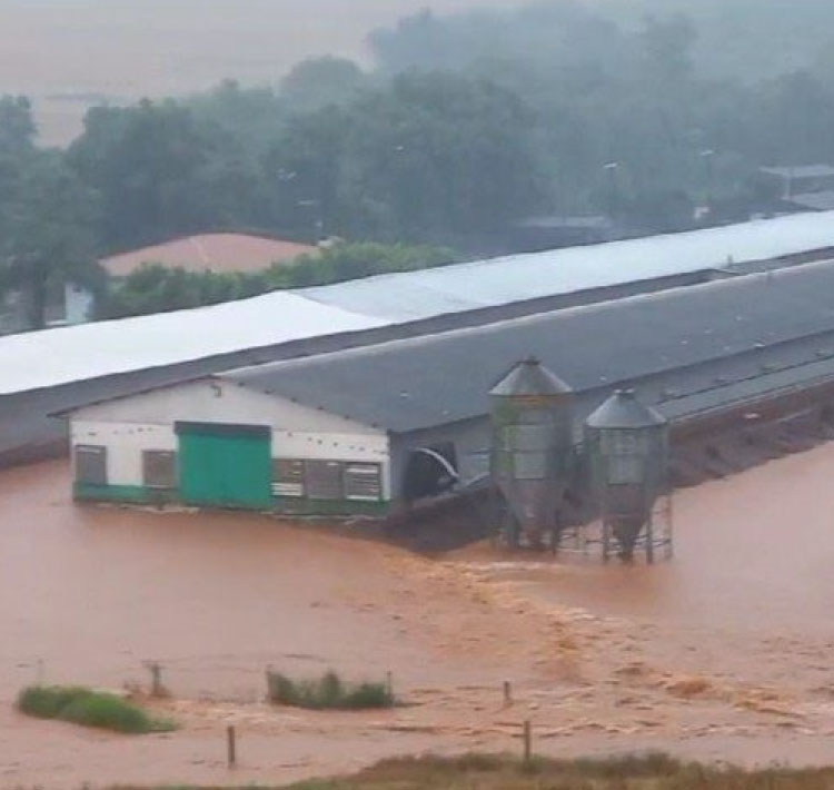 Chuva atinge áreas rurais e aviários ficam debaixo d'água no Paraná.