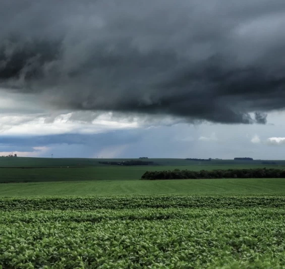 Chuvas acima das médias impactam produção agropecuária paranaense.