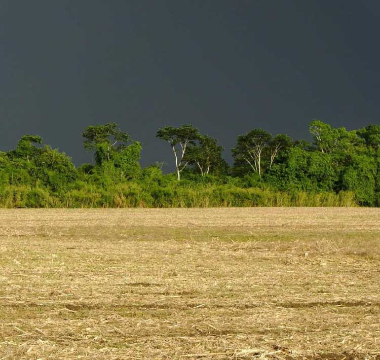 Chuvas de outubro beneficiaram agricultura e pastagens, mostra boletim do IDR-Paraná.