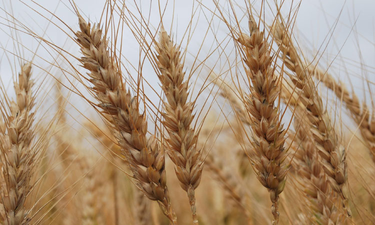 Chuvas são benéficas para produtores de trigo e cevada no Paraná, aponta boletim