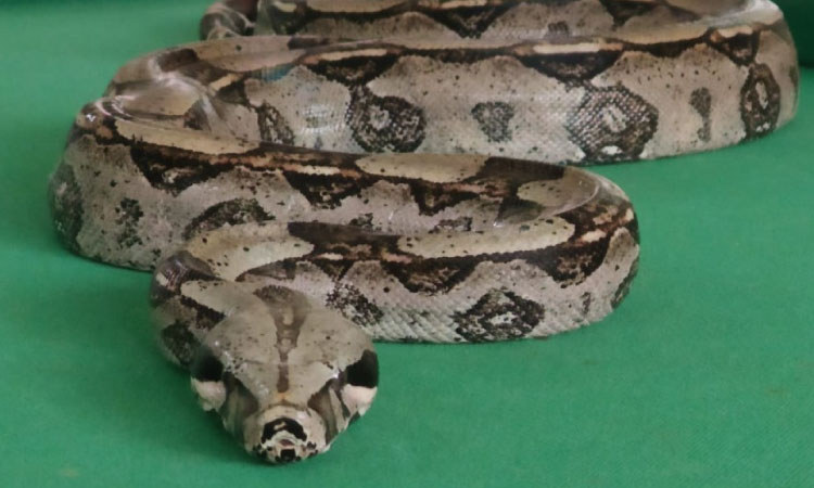 Cobra Jiboia é furtada de recanto em Cascavel