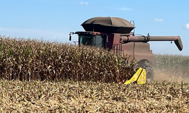 Colheita da safrinha de milho é a mais acelerada desde 2013, diz consultoria.