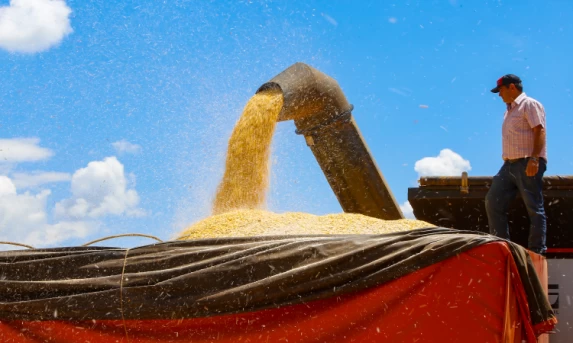 Colheita do milho da segunda safra paranaense alcança 42% da área.