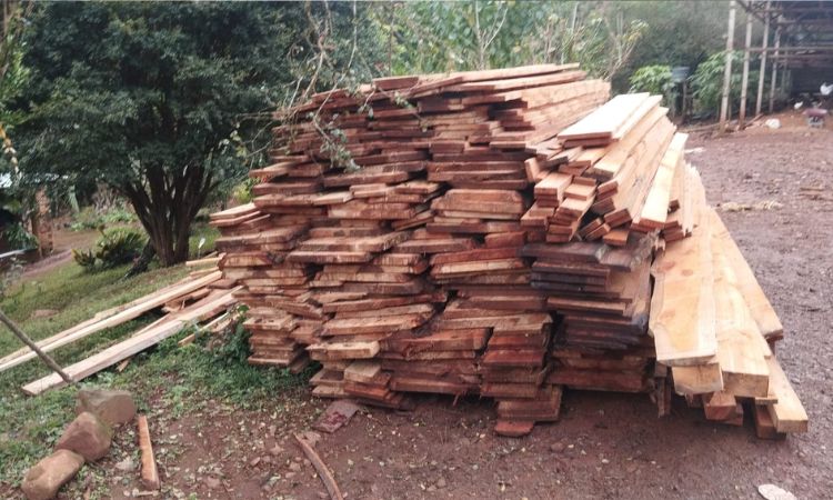 Combate ao crime ambiental: Polícia Militar prende homem por derrubada ilegal de araucárias em Quedas do Iguaçu