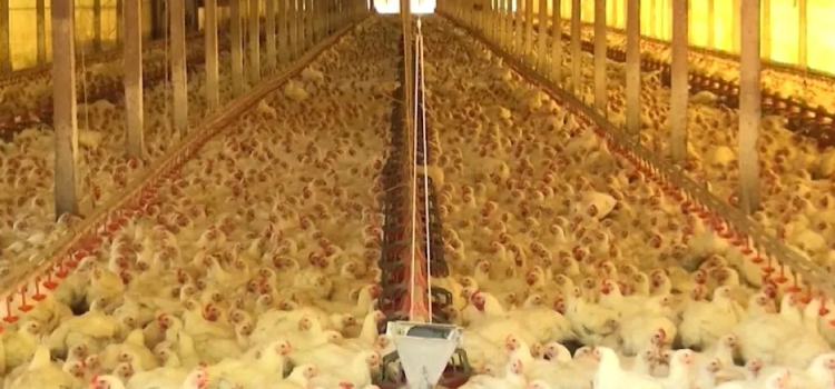 Como produtores do oeste do PR reforçam as medidas de prevenção contra influenza aviária.