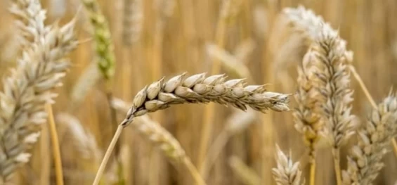 CONAB: Leilões de prêmios negociaram 64,5 mil toneladas de trigo.