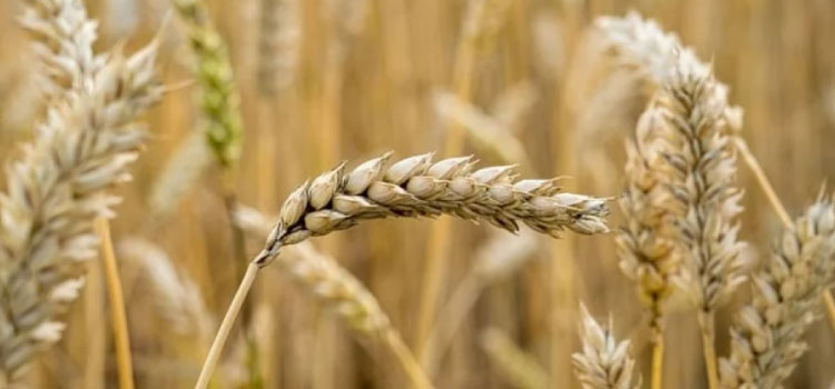 CONAB: Leilões de prêmios negociaram 64,5 mil toneladas de trigo.