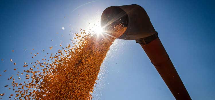 CONAB: Safra de grãos pode chegar a 291,1 milhões de toneladas