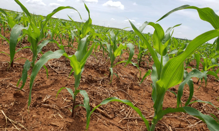 Conab: semeadura de milho verão safra 24/25 atinge 25,9% da área