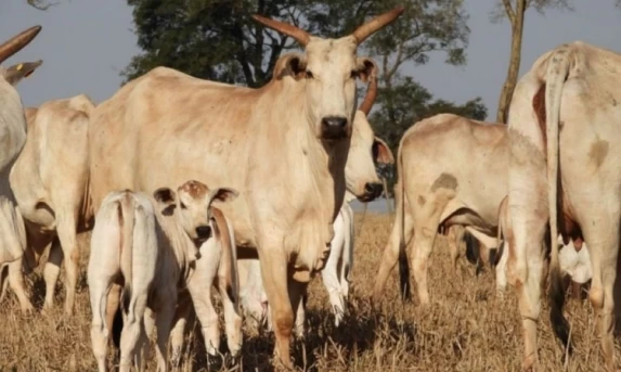 Cuidado com as vacas na seca garante mais bezerros saudáveis na próxima estação.