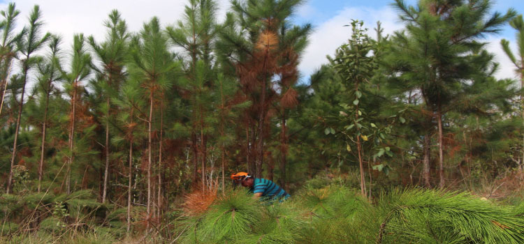 DESENVOLVIMENTO SUSTENTÁVEL: Estado regulamenta cultivo de pinus e outras plantas exóticas invasoras no Paraná.