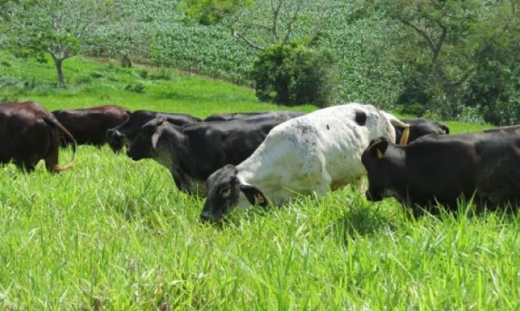 Doença da vaca louca: riscos e prevenção para seu rebanho