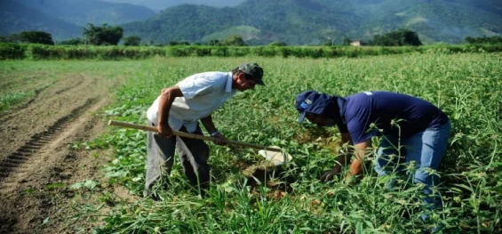 ECONOMIA: Agricultura familiar é 8ª maior produtora de alimentos do mundo.