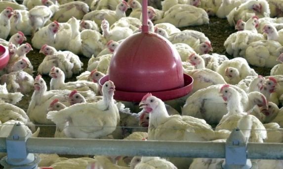 ECONOMIA: China extingue sobretaxa para carne de frango brasileira.