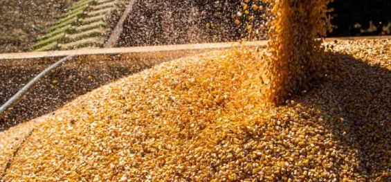 ECONOMIA: Conab: produção de grãos deve crescer 17,4% na safra 2022/2023.