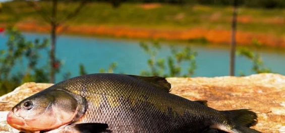 ECONOMIA: Consumo de pescado cresce 65% no Brasil desde 2004.