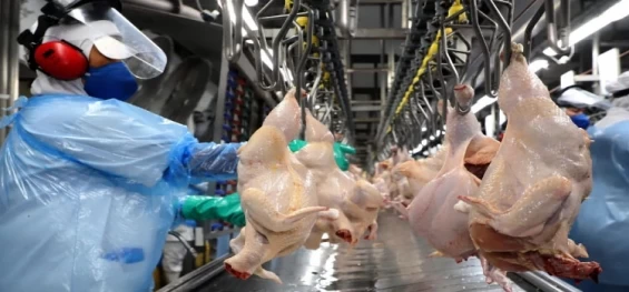 ECONOMIA: Paraná exporta mais de 1 milhão de t de carne de frango no 1º semestre de 2023.
