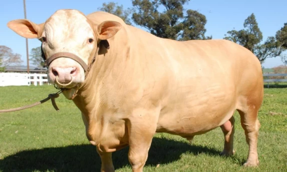 Em expansão, raça de gado paranaense Purunã terá avaliação para aprimoramento.