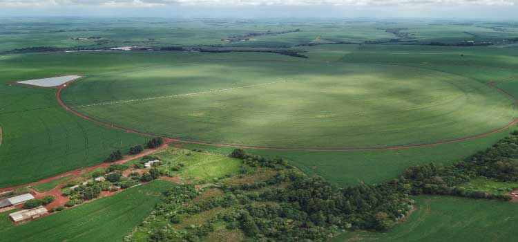 Enfezamento do milho exige atenção na fase inicial da lavoura, alerta IDR-Paraná.