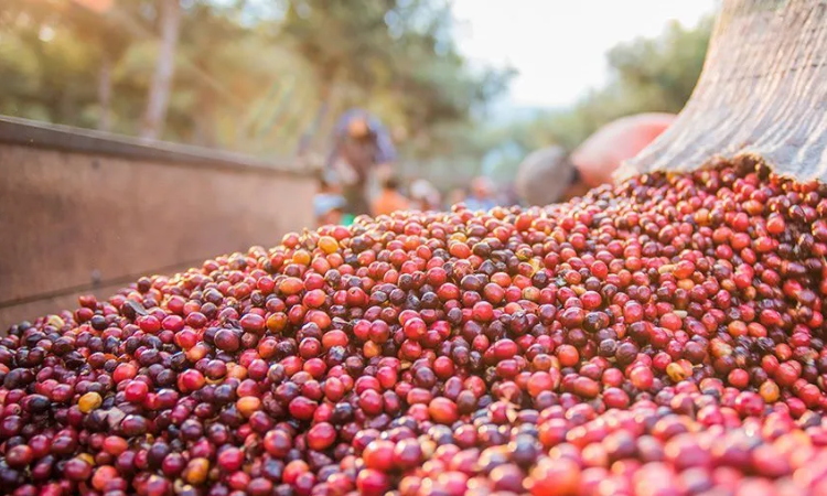 Exportações de café sobem 9,9% em julho com impulso da nova safra e isenção tarifária nos EUA