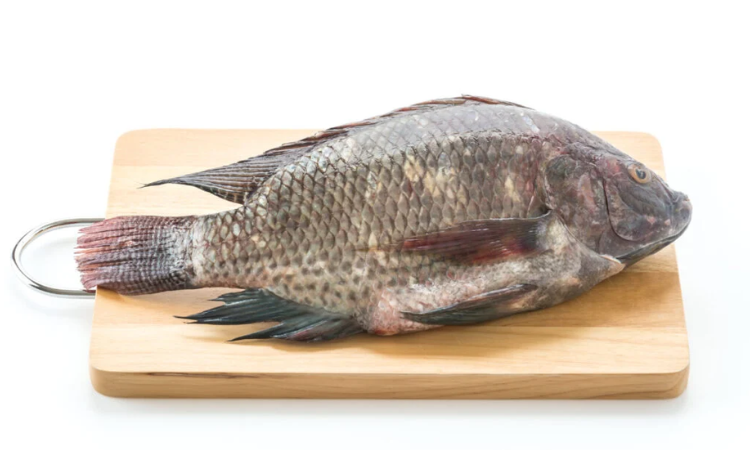 Gastronomia: Tilápia consolida-se como a escolha preferida dos consumidores durante o período da Quaresma