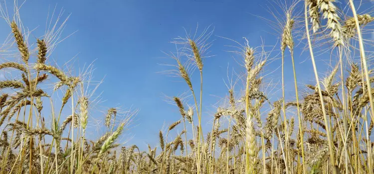 Geadas preocupam produtores de milho, mas podem ajudar aclimatação do trigo