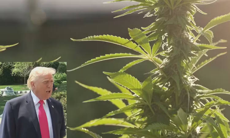 Governo Trump reclassifica maconha medicinal e reduz restrições federais nos EUA