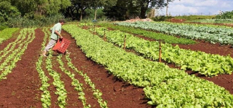 Governo vai prorrogar prazo do Cadastro da Agricultura Familiar.