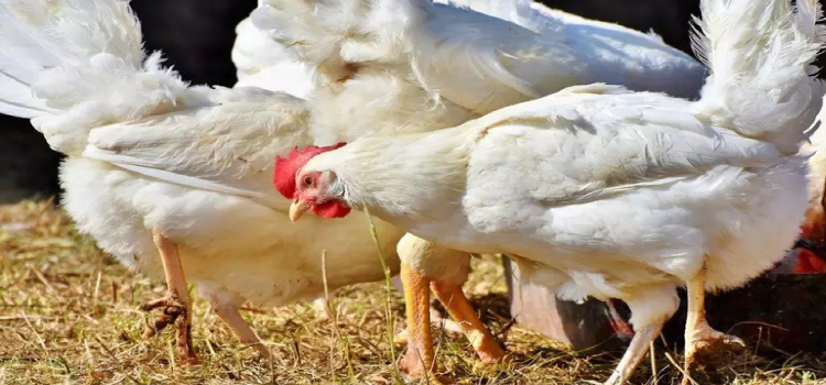 GRIPE AVIÁRIA: Argentina suspende exportações de frangos.