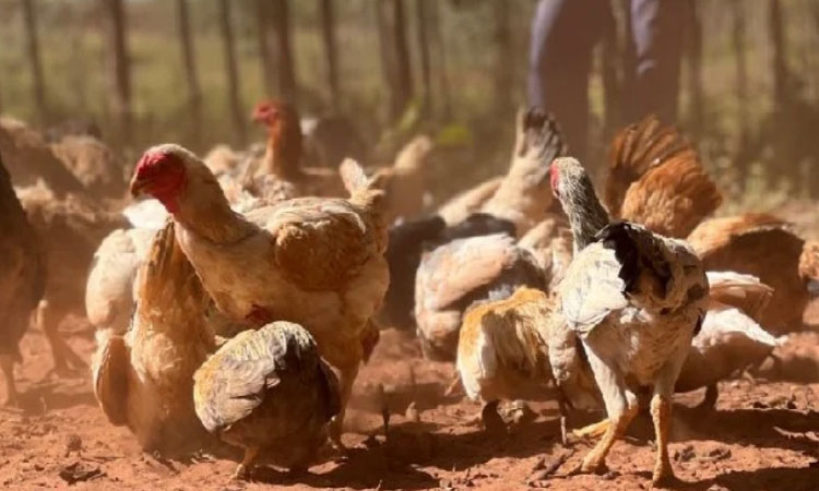 Gripe aviária: ministério mantém em investigação 8 casos suspeitos no Brasil.