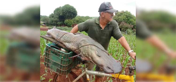GUAÍRA: Que fim levou o pintado de 40 kg encontrado por pescador no Rio Paraná?
