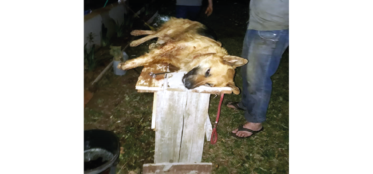 GUARANIAÇU: Animal aparece ferido e especialista do Zoológico de Cascavel, descarta ataque de onça.