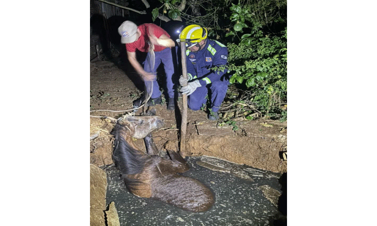 GUARANIAÇU: Cavalo é resgatado após cair em fossa séptica