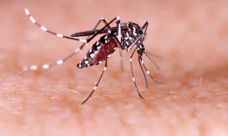 GUARANIAÇU: Dezesseis casos de Dengue e um de Chikungunya são confirmados no município.