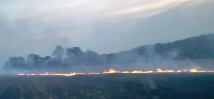 GUARANIAÇU: Incêndio de grande proporção atinge plantação de eucalipto.