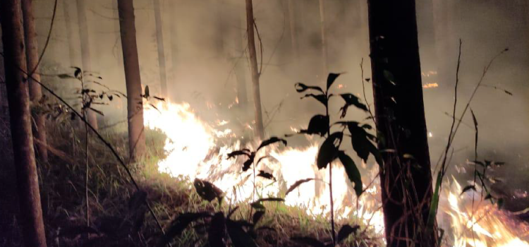 GUARANIAÇU – Incêndio atinge plantação de eucalipto no Mato Queimado