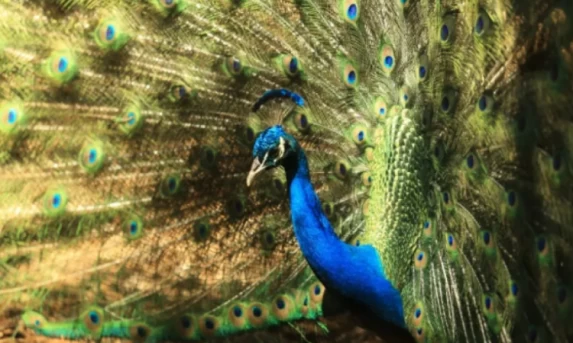 Horário do Zoológico de Cascavel é ampliado nas férias escolares